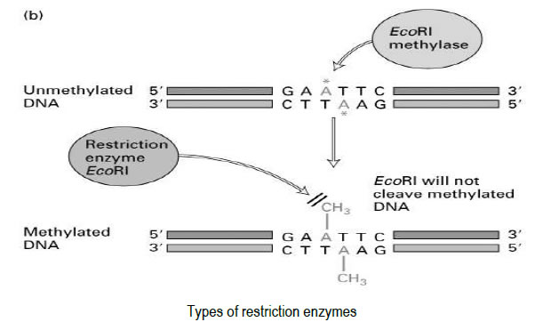 METHYLATION of the sequences these enzymes recognise 